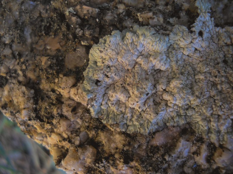 Diploicia subcanescens - lichene da Capo Testa